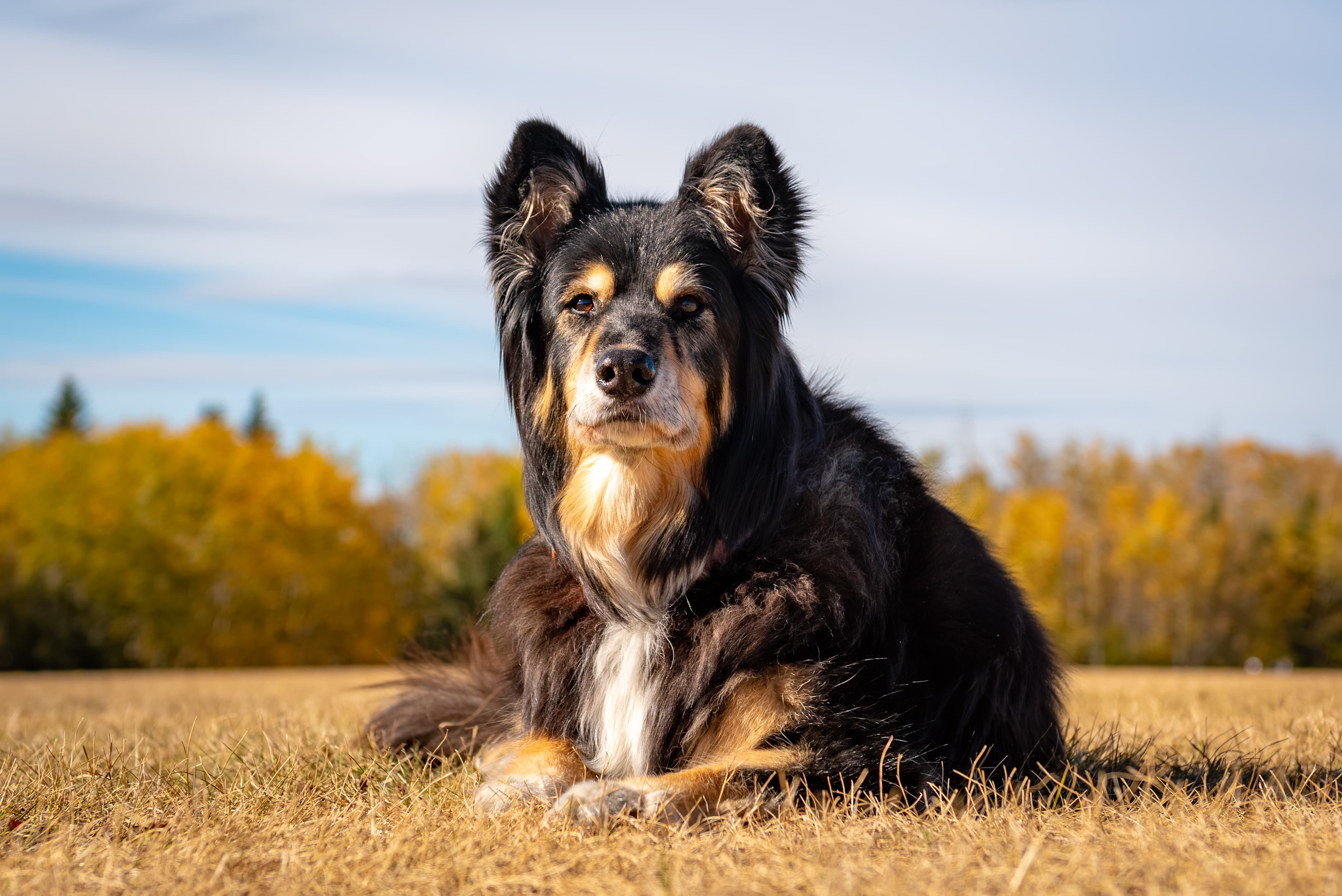 Dog in a summer meadow