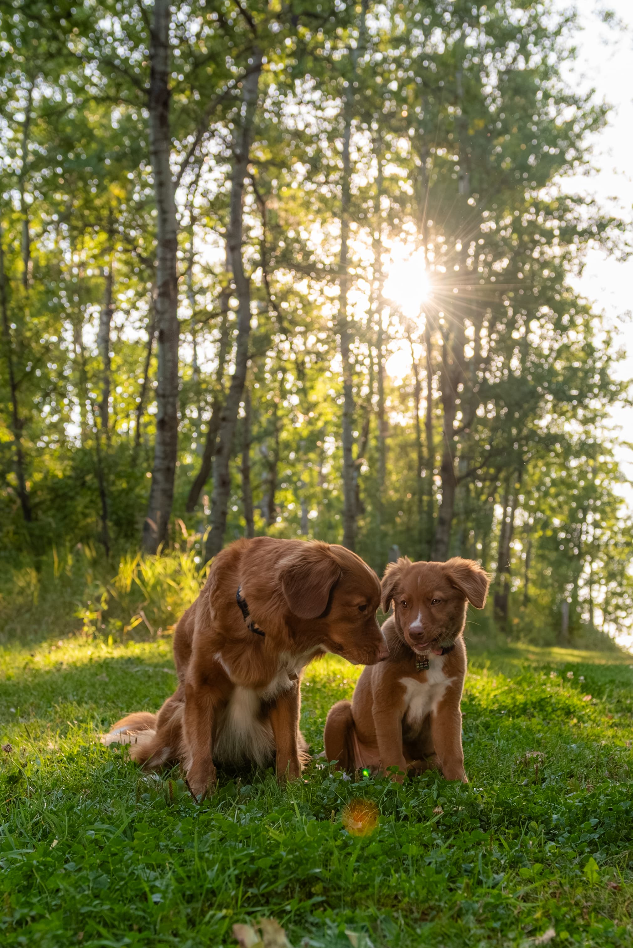 Two dogs in a quiet moment