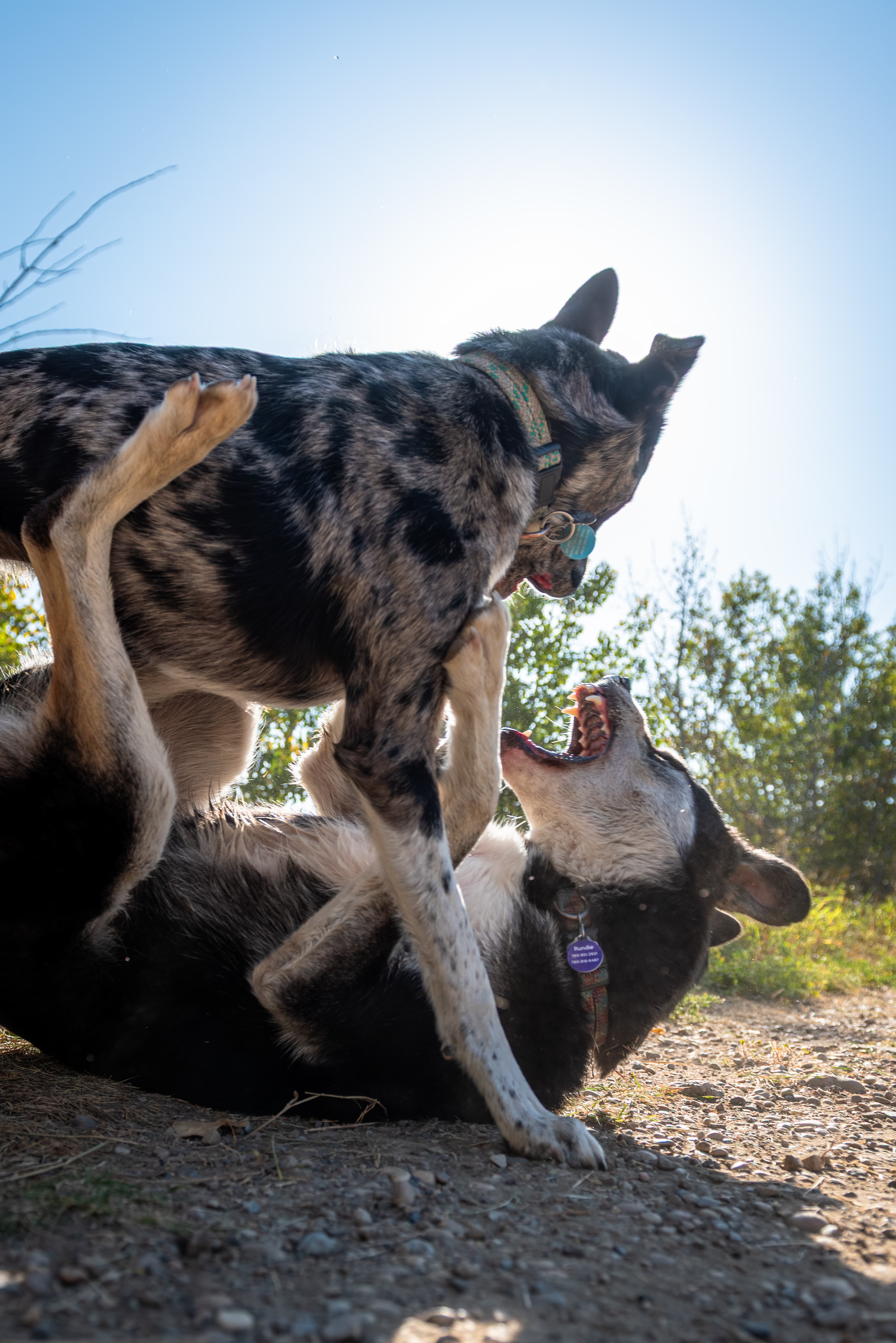 Two dogs in the mountains