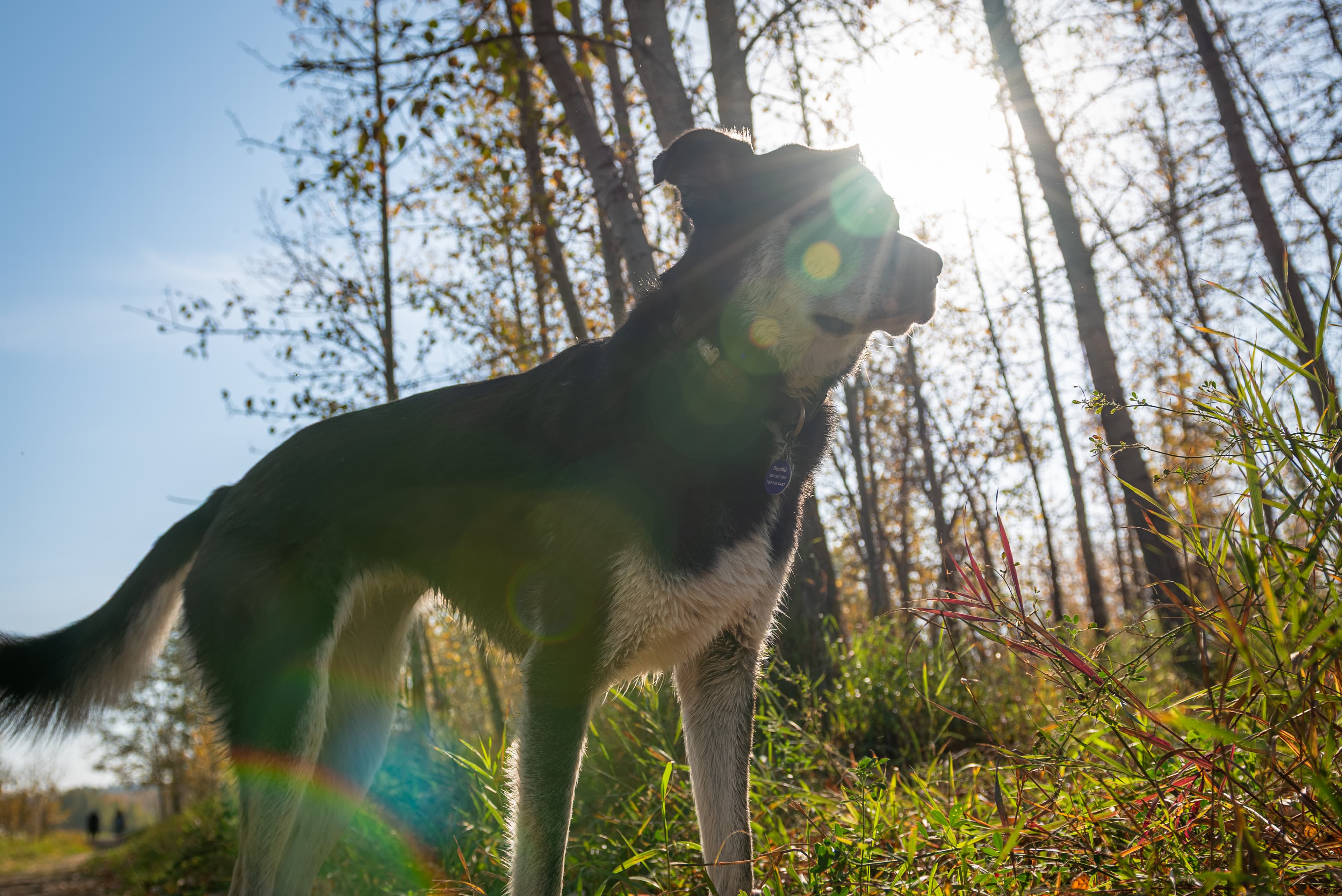 Glacier and Rundle, two dogs, photographed outdoors