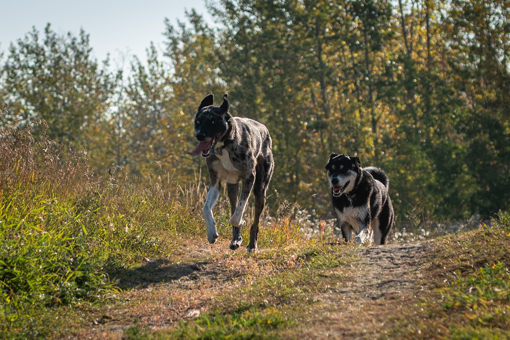 Two dogs running together outdoors