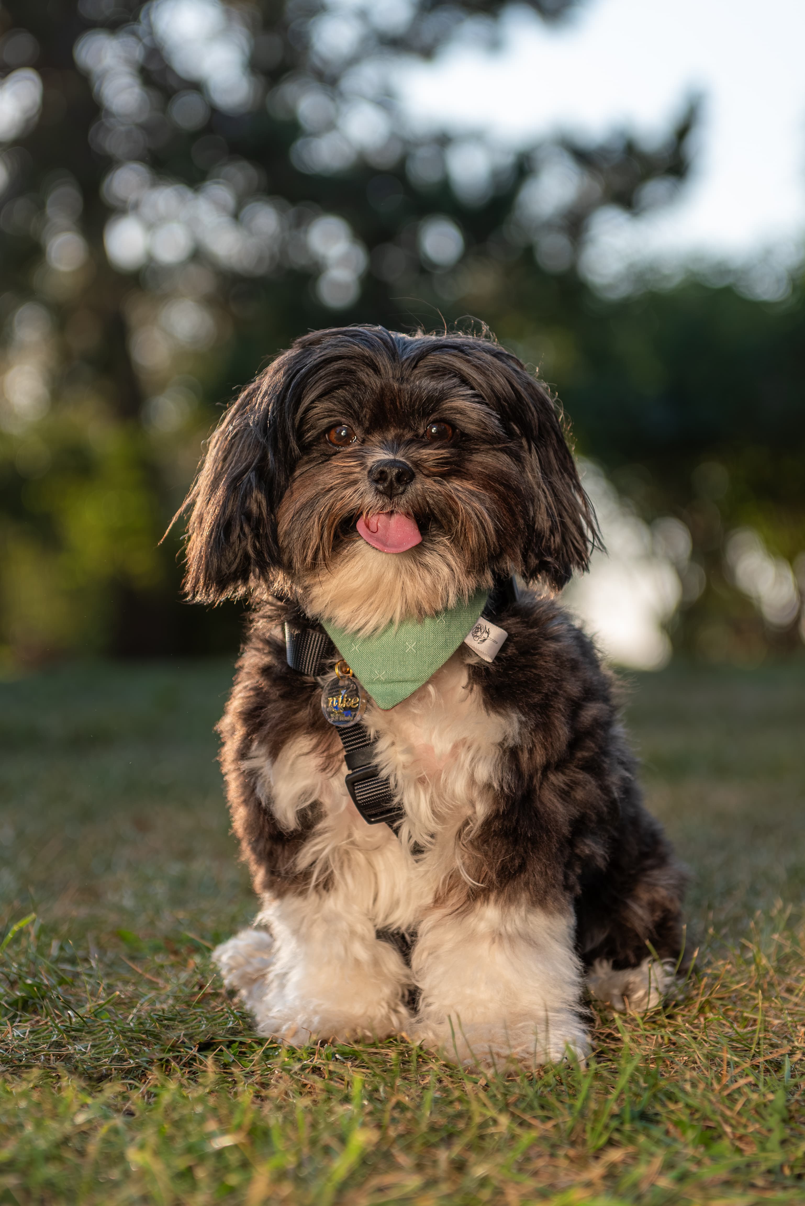 Nike, a dog, in natural outdoor light