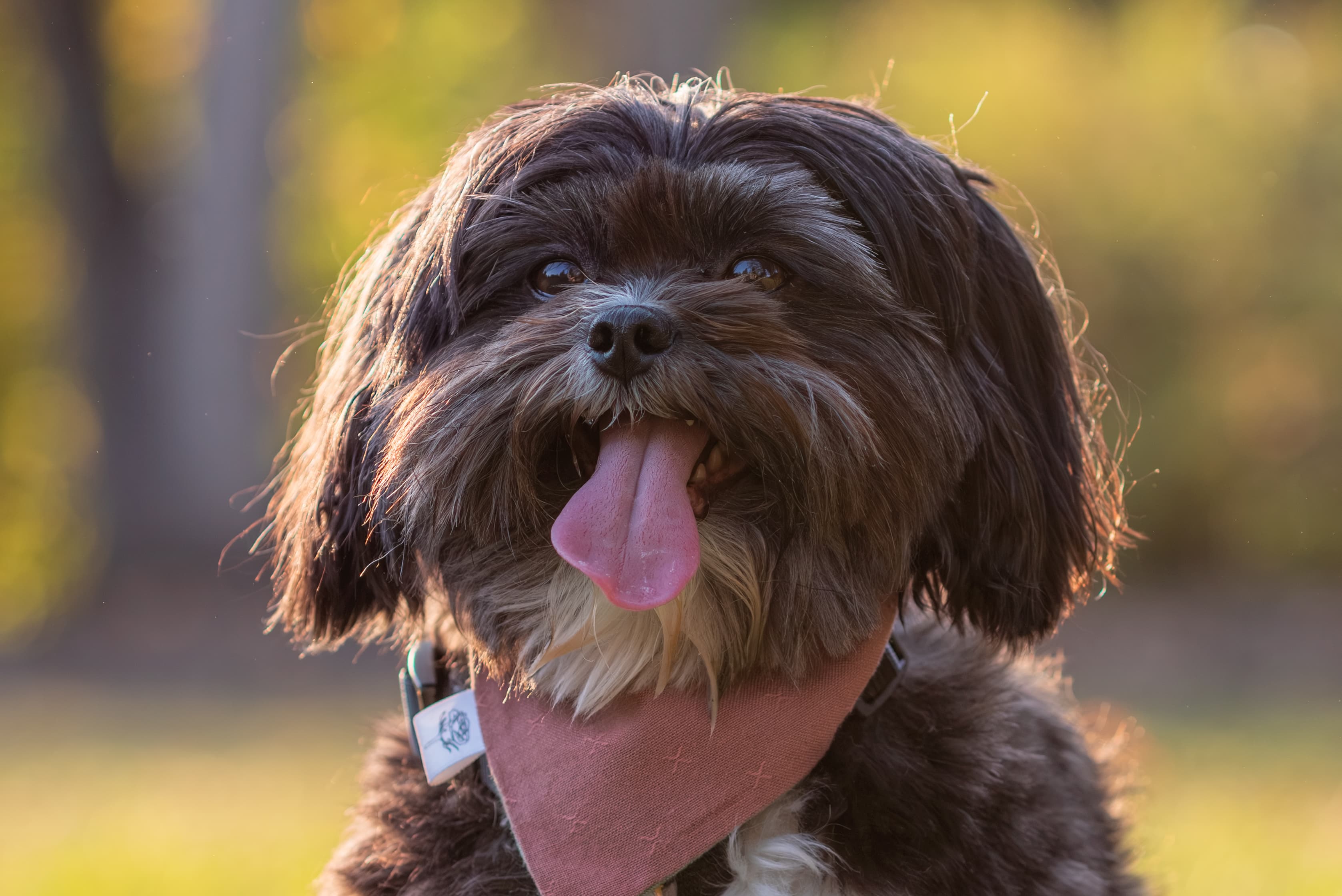 Dog portrait showing personality