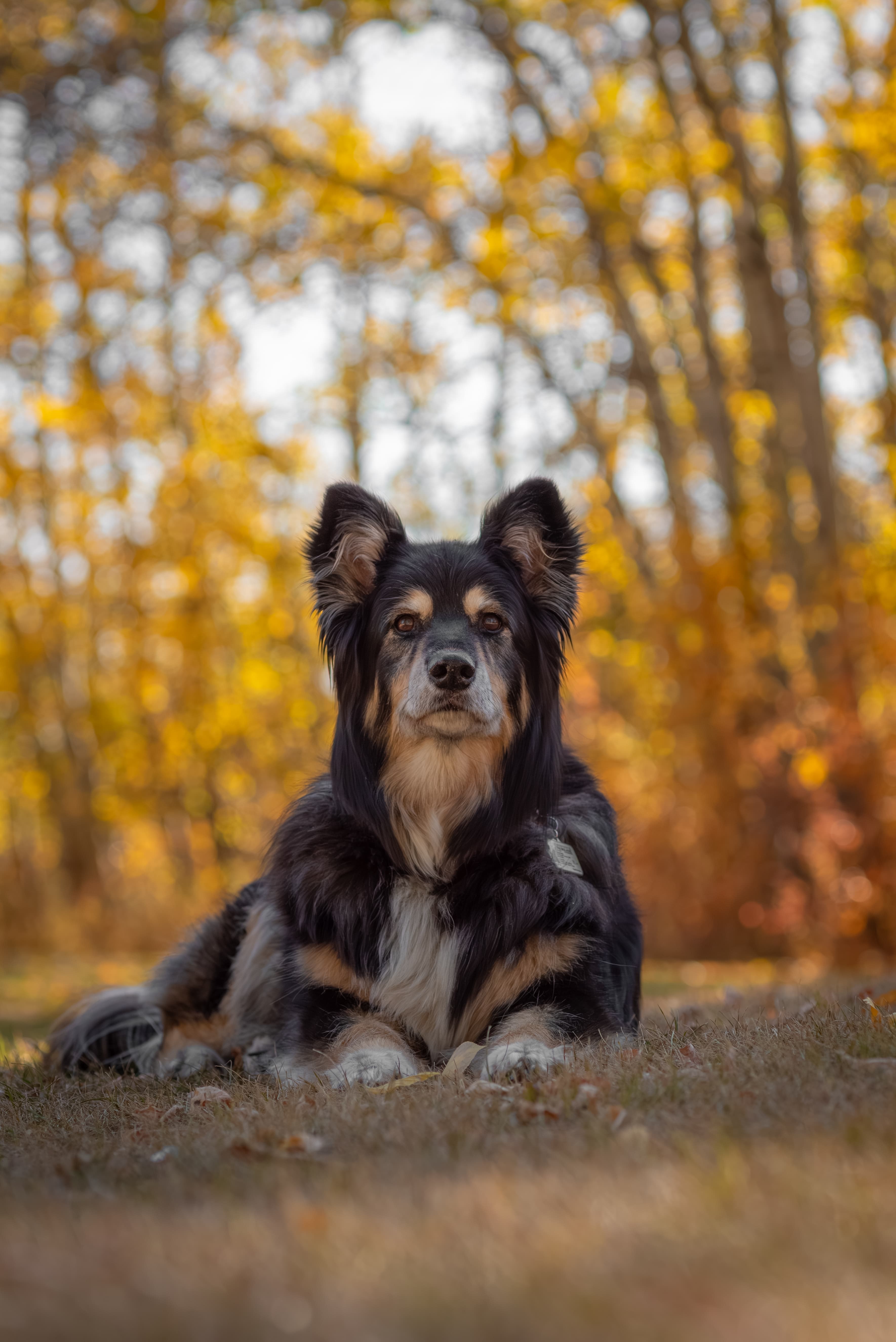 Dog running during an outdoor Edmonton pet photography session