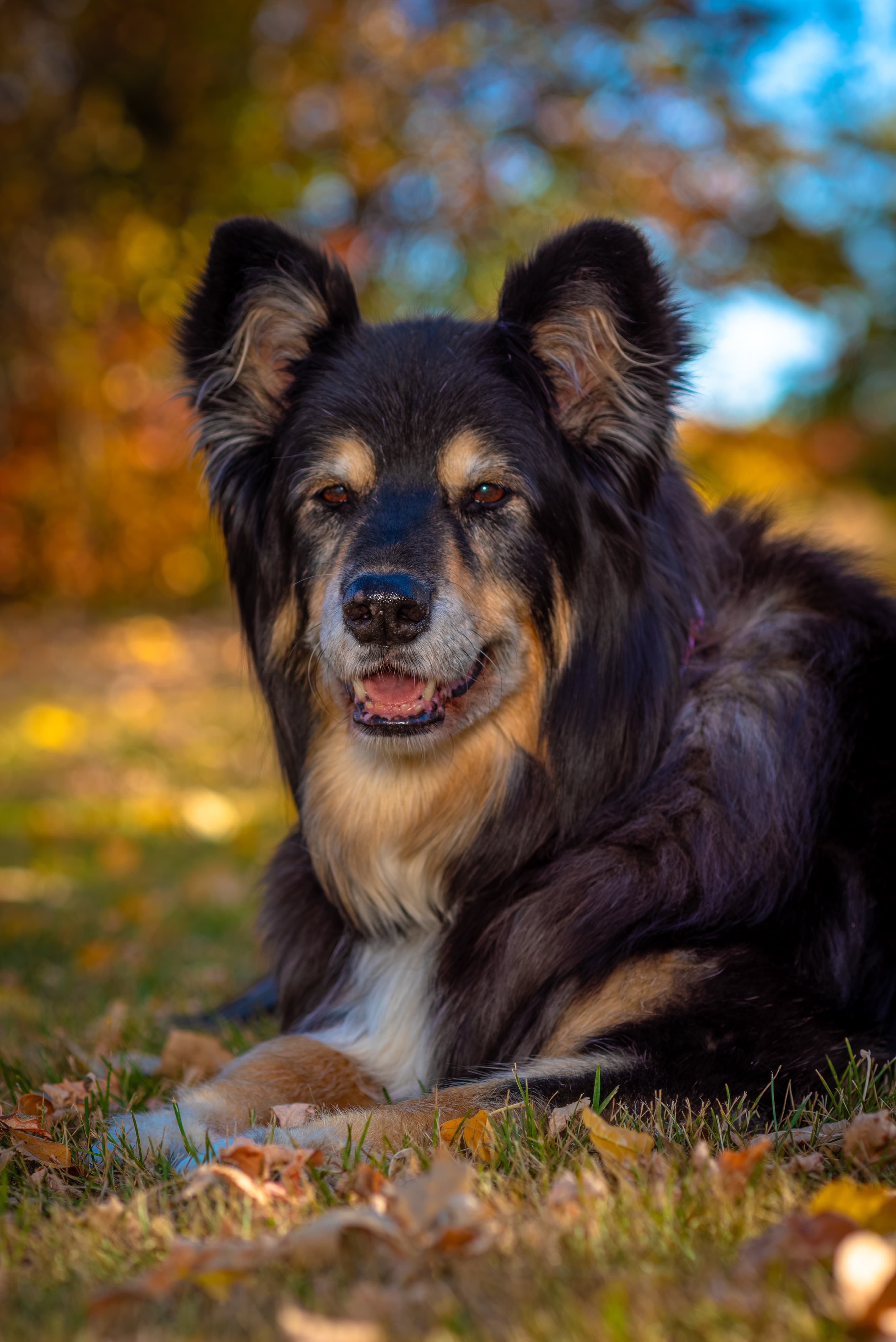 Senior dog resting in black and white