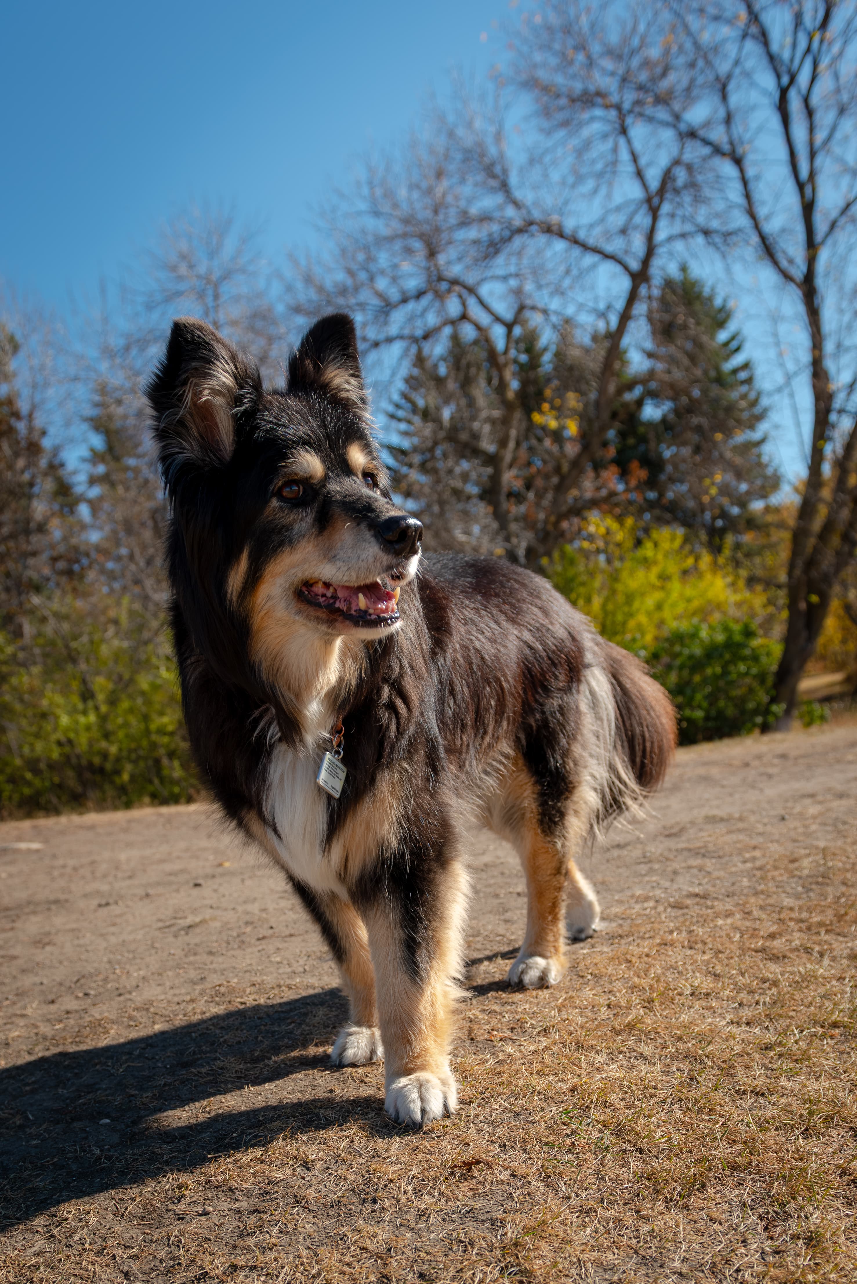 Charley, a dog, in a soft outdoor portrait