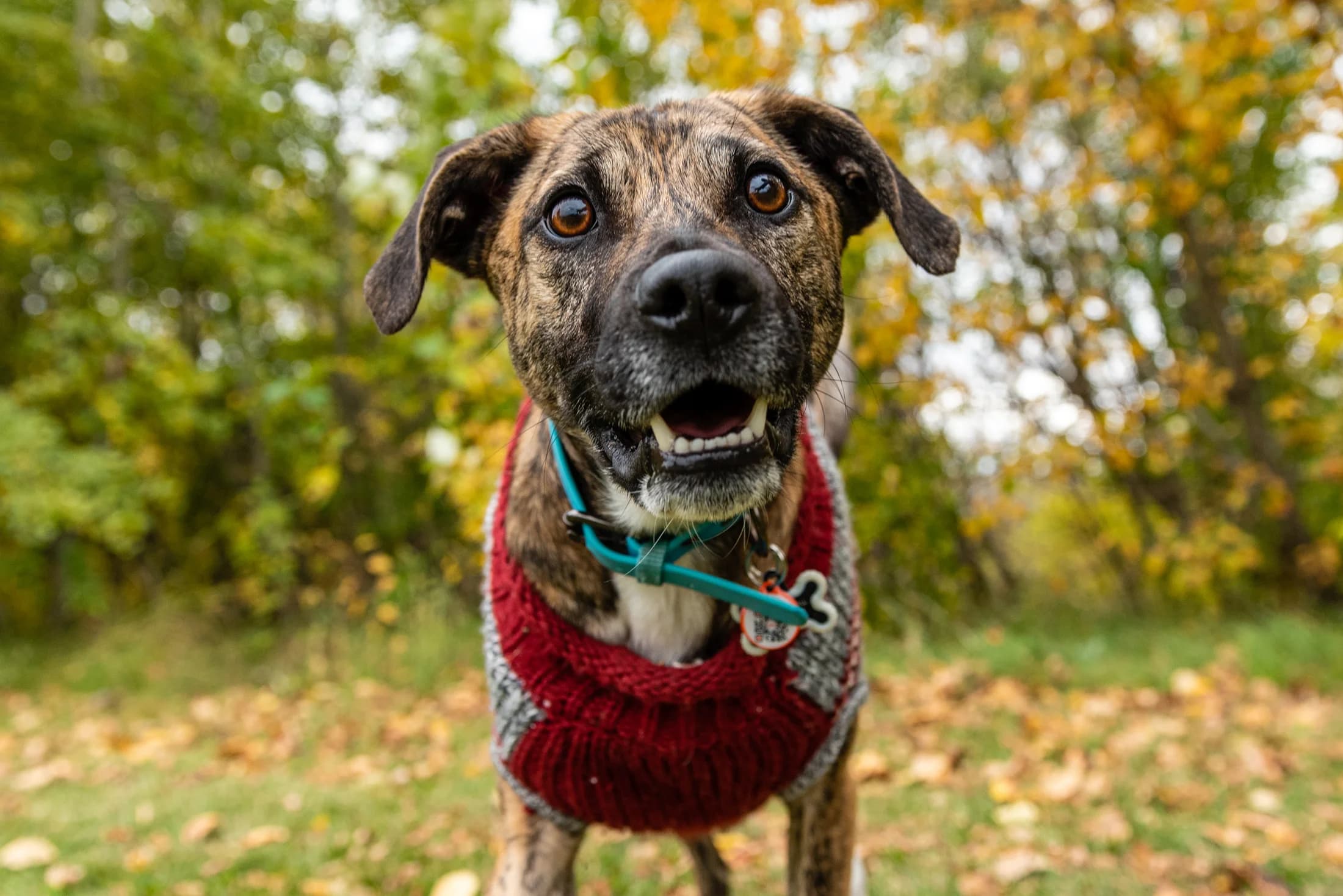 Two dogs during a Rainbow Bridge end-of-life pet photography session in Edmonton