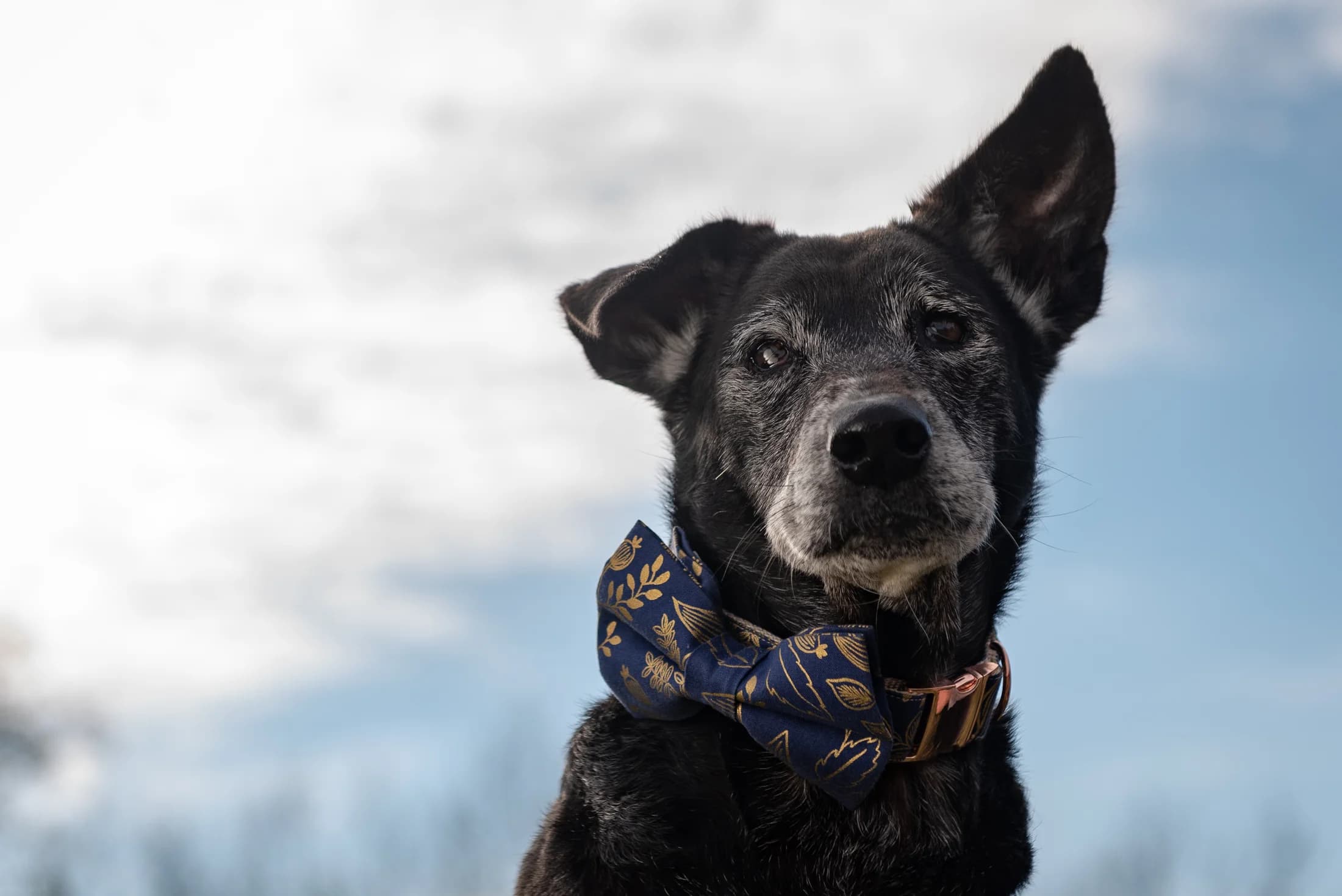 Black senior dog wearing blue floral bandana against cloudy sky backdrop