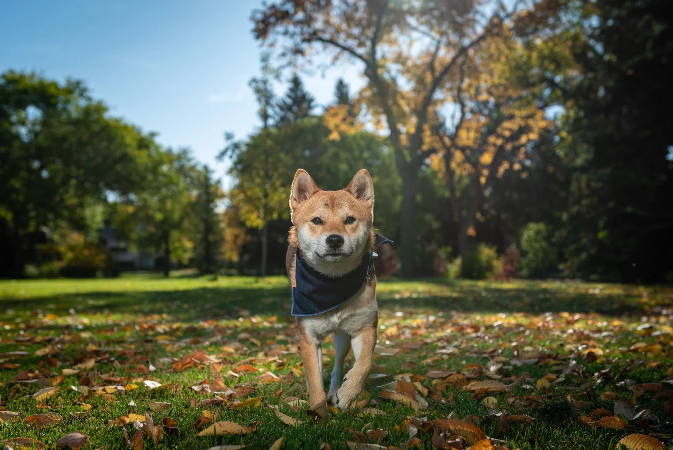 Close-up detail portrait during an Edmonton dog photography session