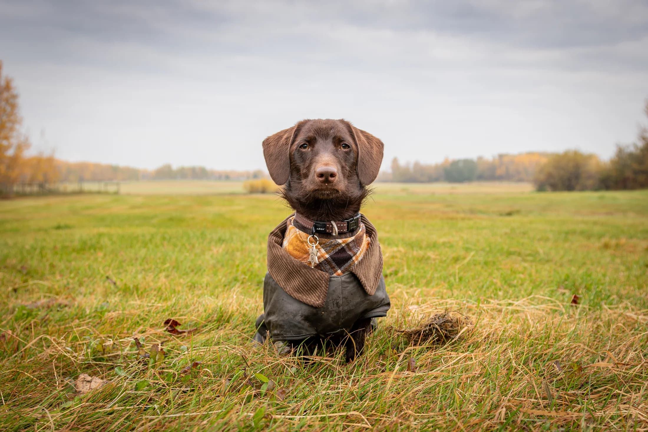 Dog photographed in soft outdoor light for an Edmonton Story Session