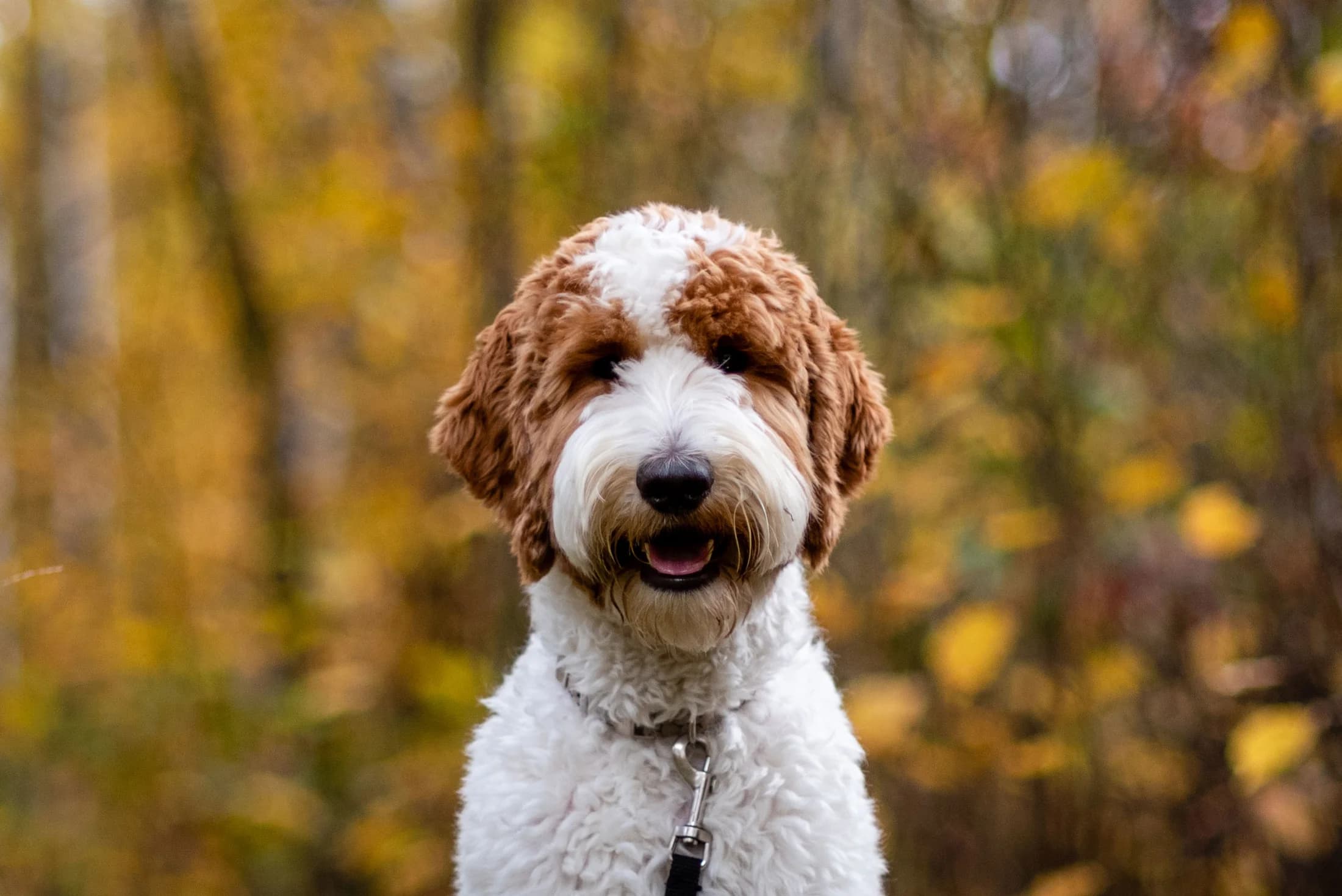 Two dogs resting together during a meaningful pet photography session