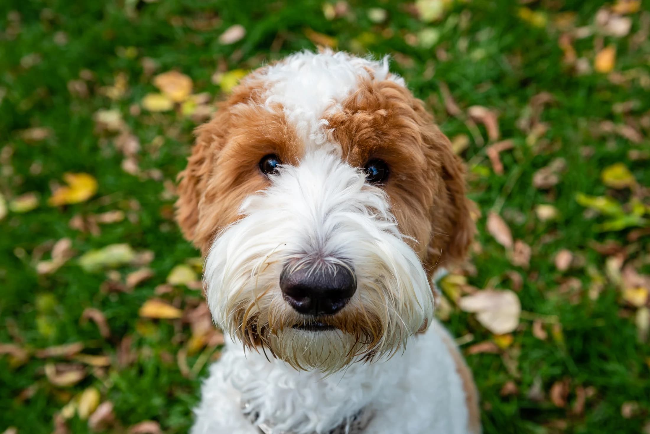 Cute goldendoodle puppy with red and white curly coat sitting outdoors in autumn