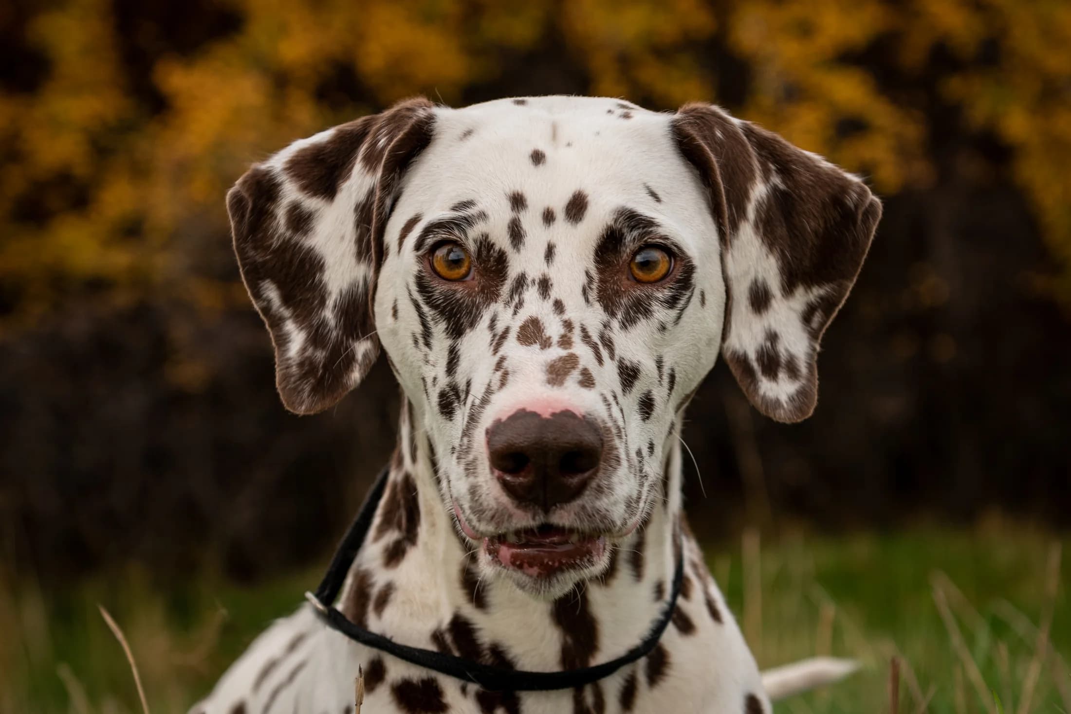 Black and white senior dog portrait by Edmonton pet photographer