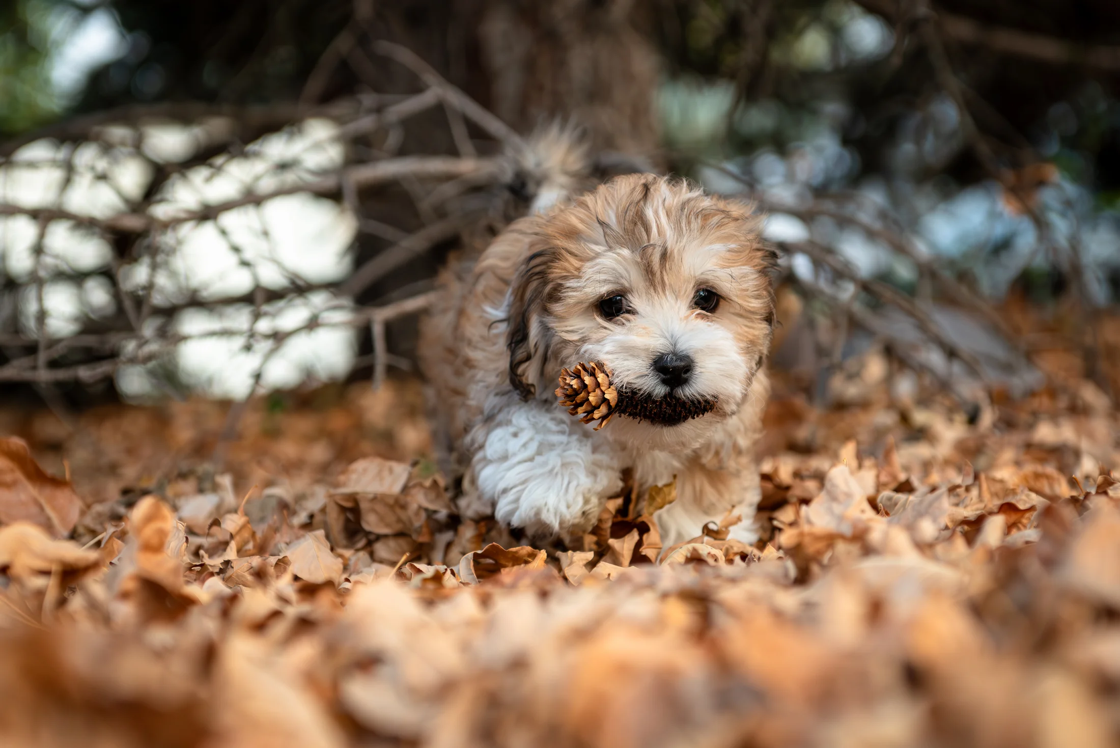 Dog in a meadow during an Edmonton outdoor pet photography session