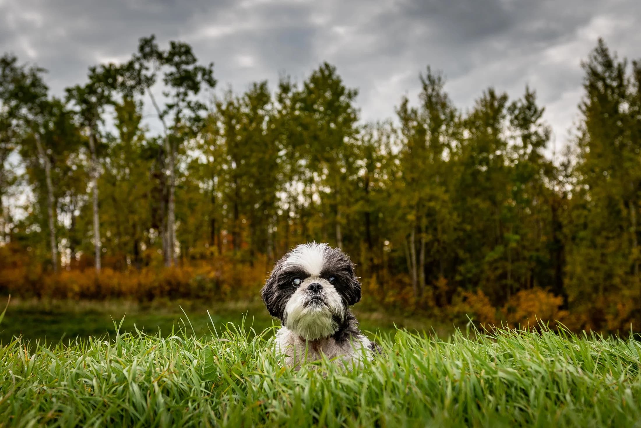 Two dogs during a Rainbow Bridge end-of-life pet photography session in Edmonton