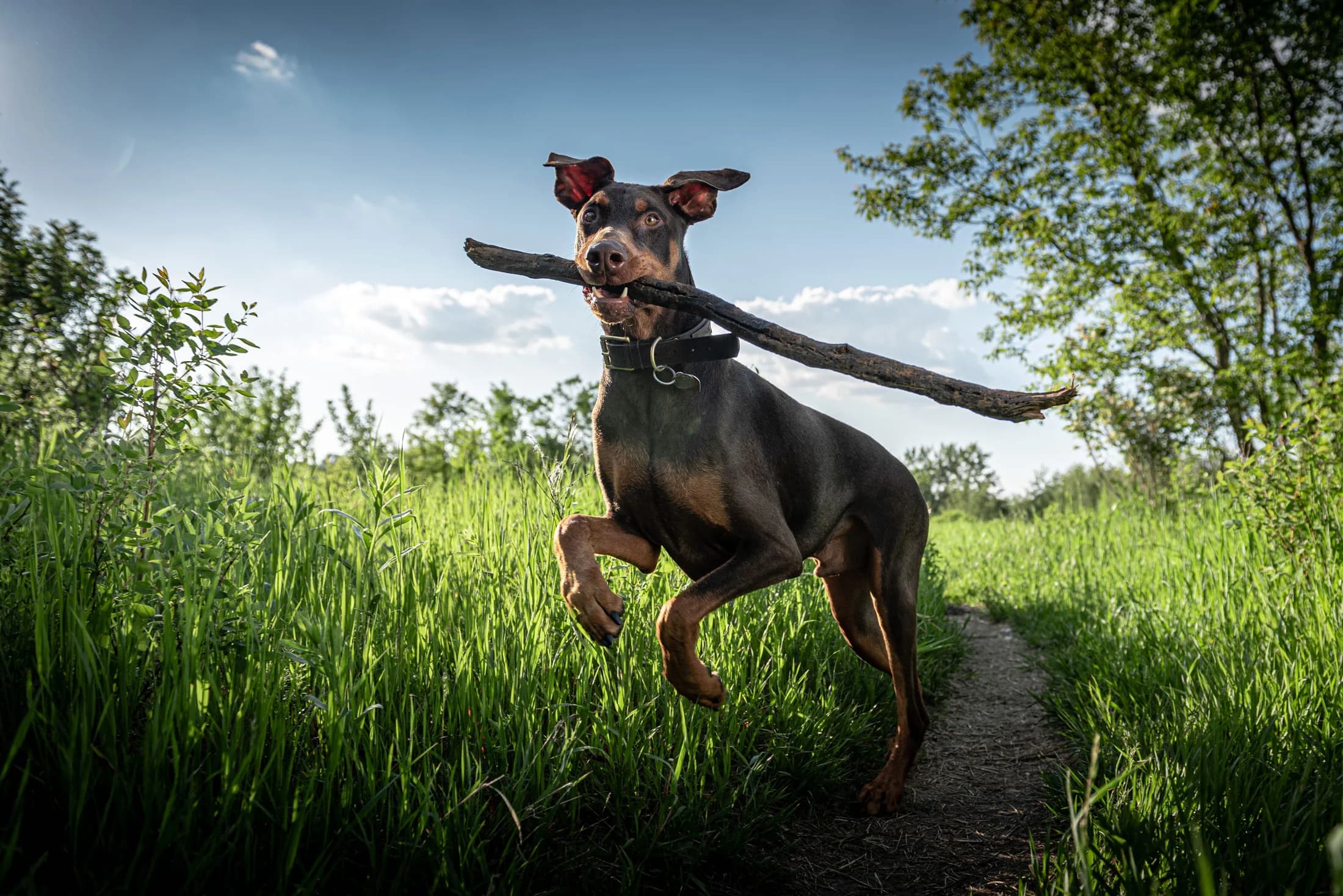 Close-up detail portrait during an Edmonton dog photography session