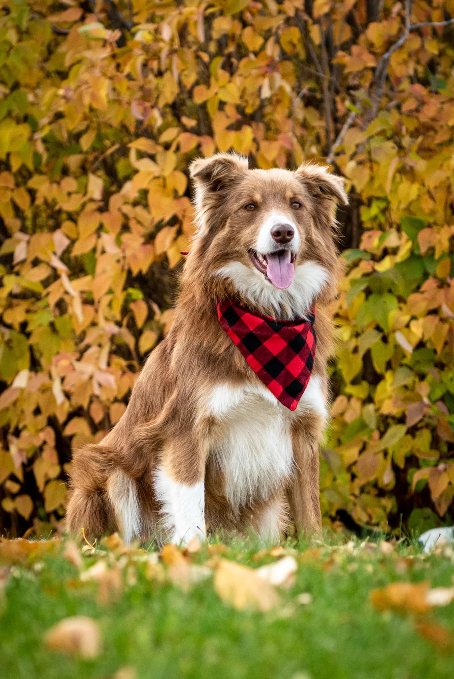 Outdoor dog portrait from an Edmonton Portrait Session