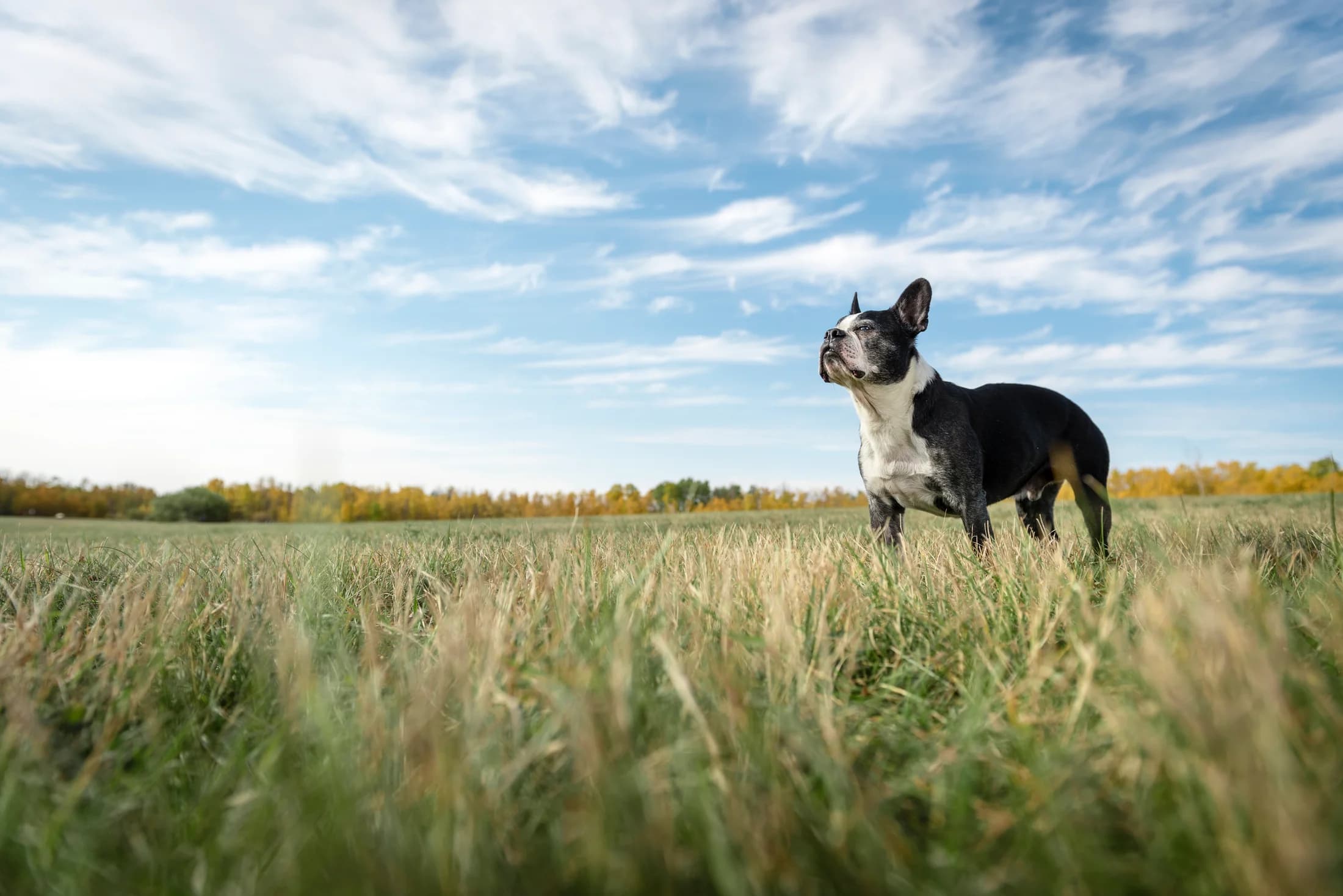 Black and white French Bulldog standing in grassy field under cloudy sky