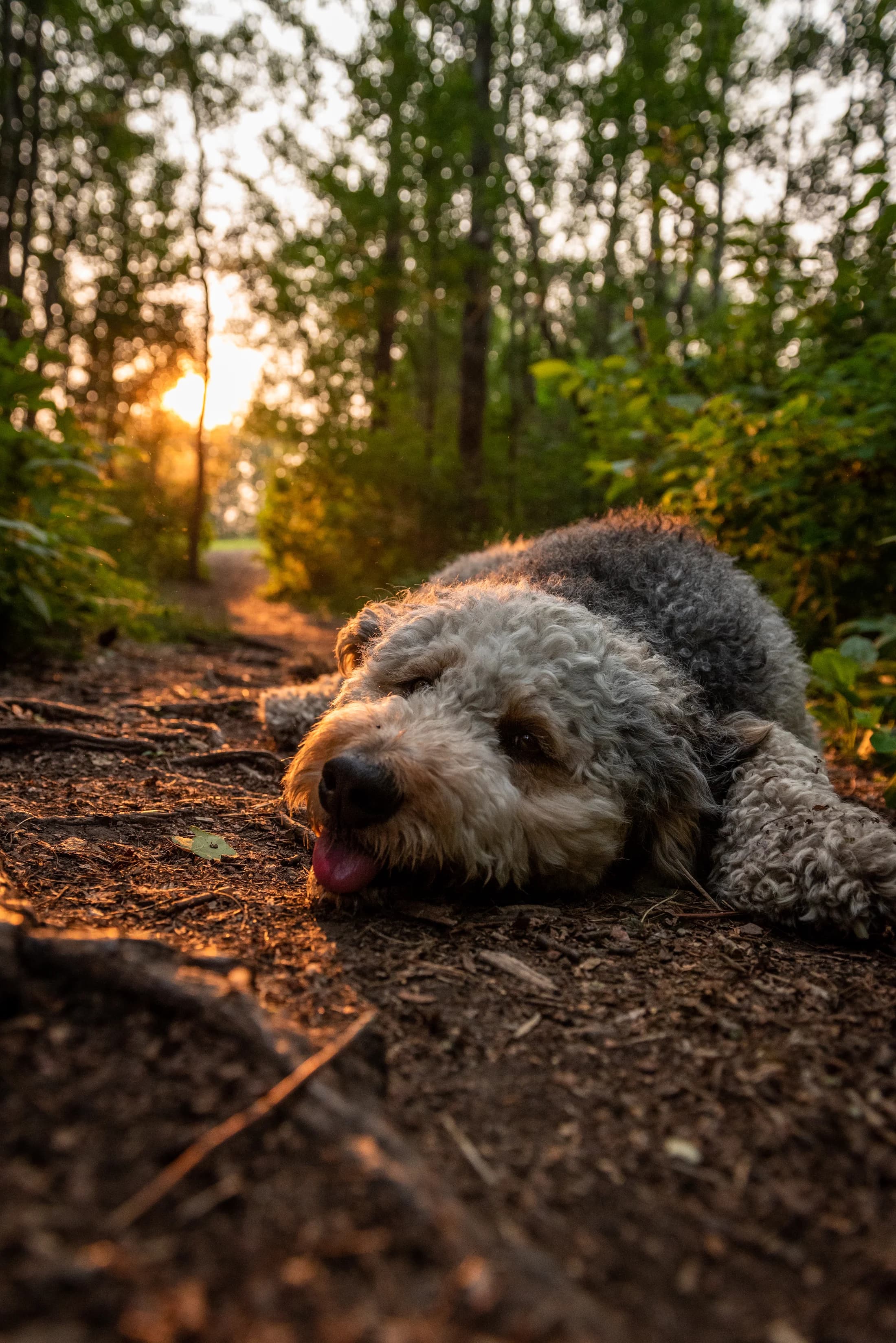 Dog in a meadow during an Edmonton outdoor pet photography session