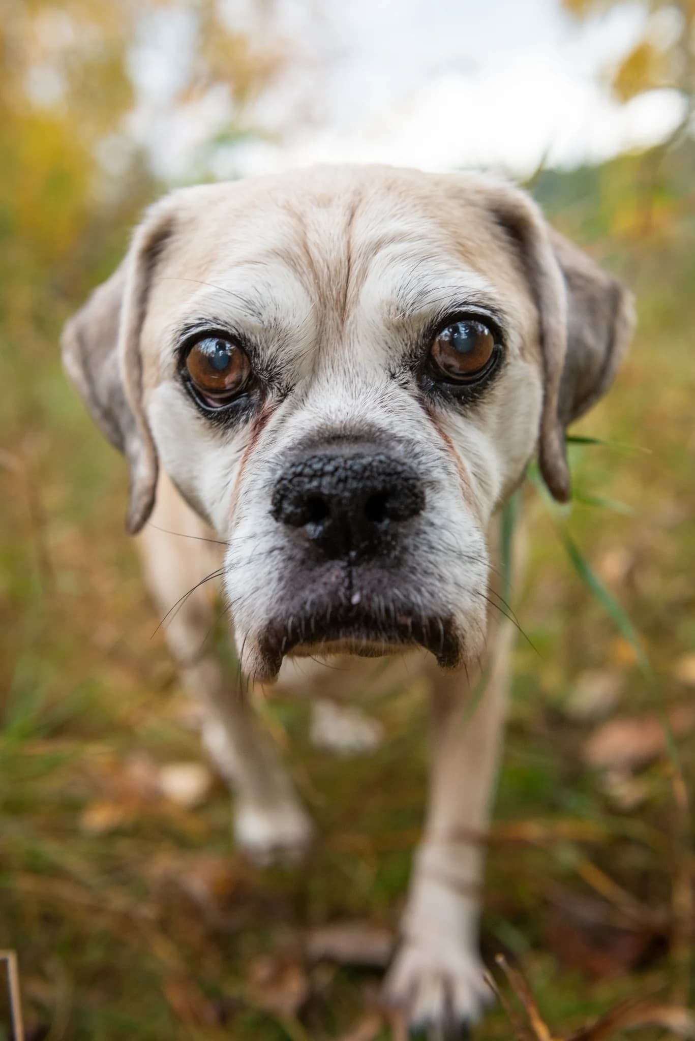 Two dogs during a Rainbow Bridge end-of-life pet photography session in Edmonton