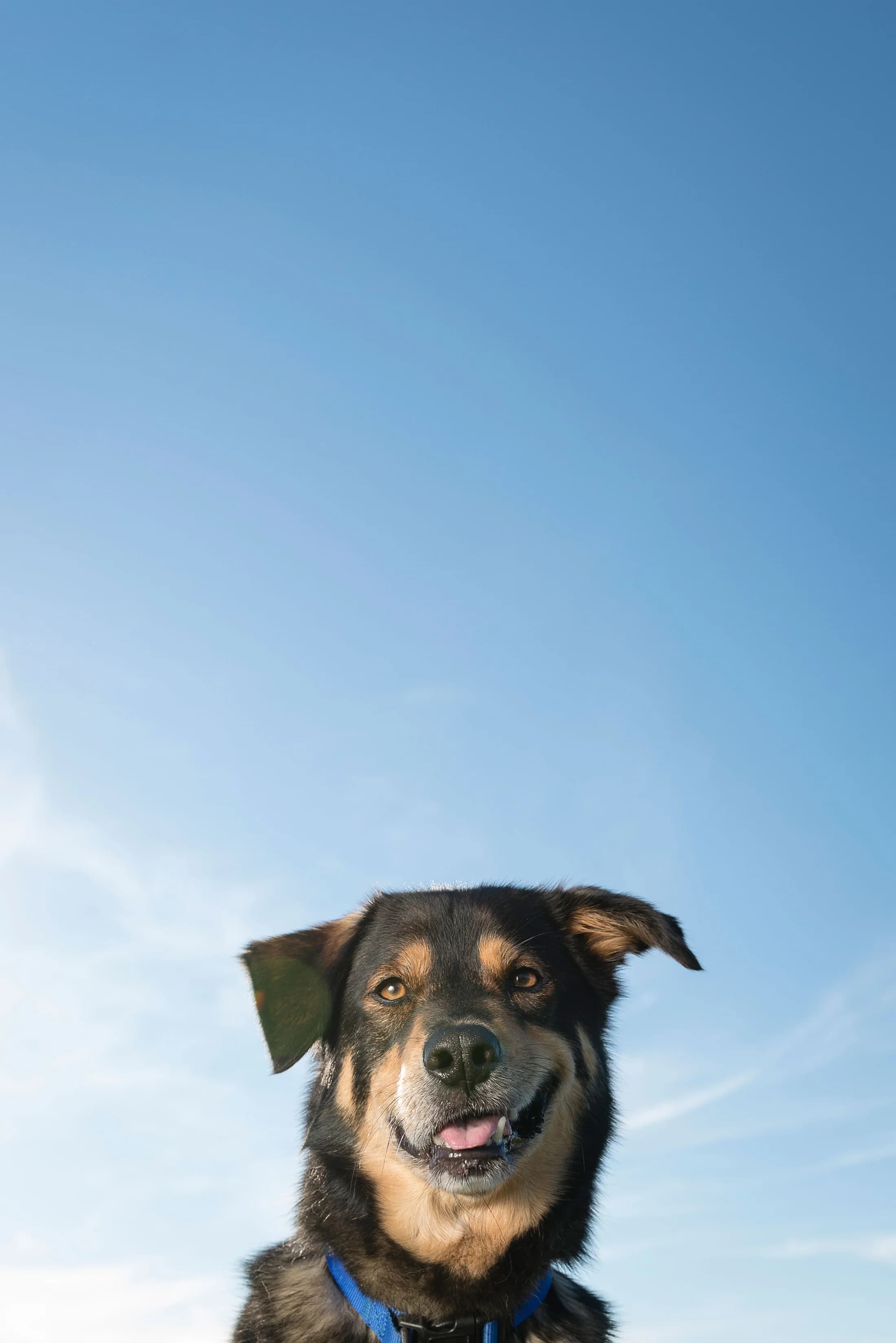 Dog running during an outdoor Edmonton pet photography session