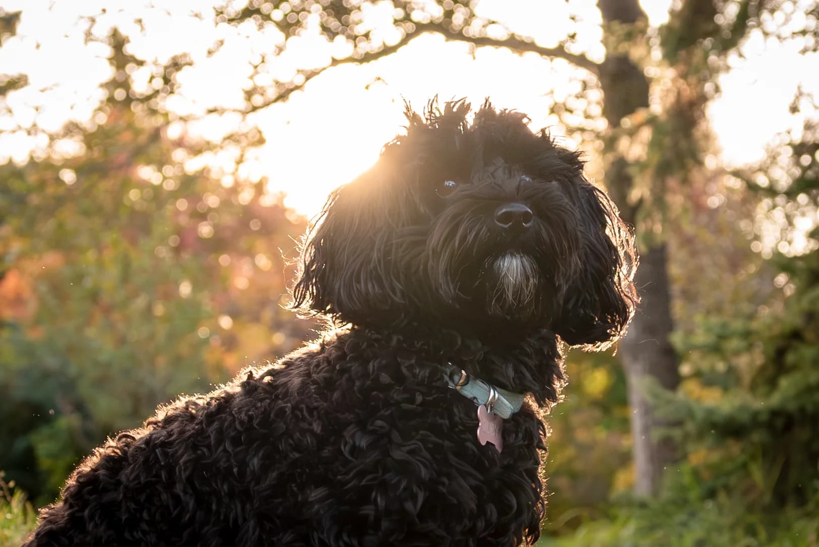 Senior dog portrait from an Edmonton Legacy Session