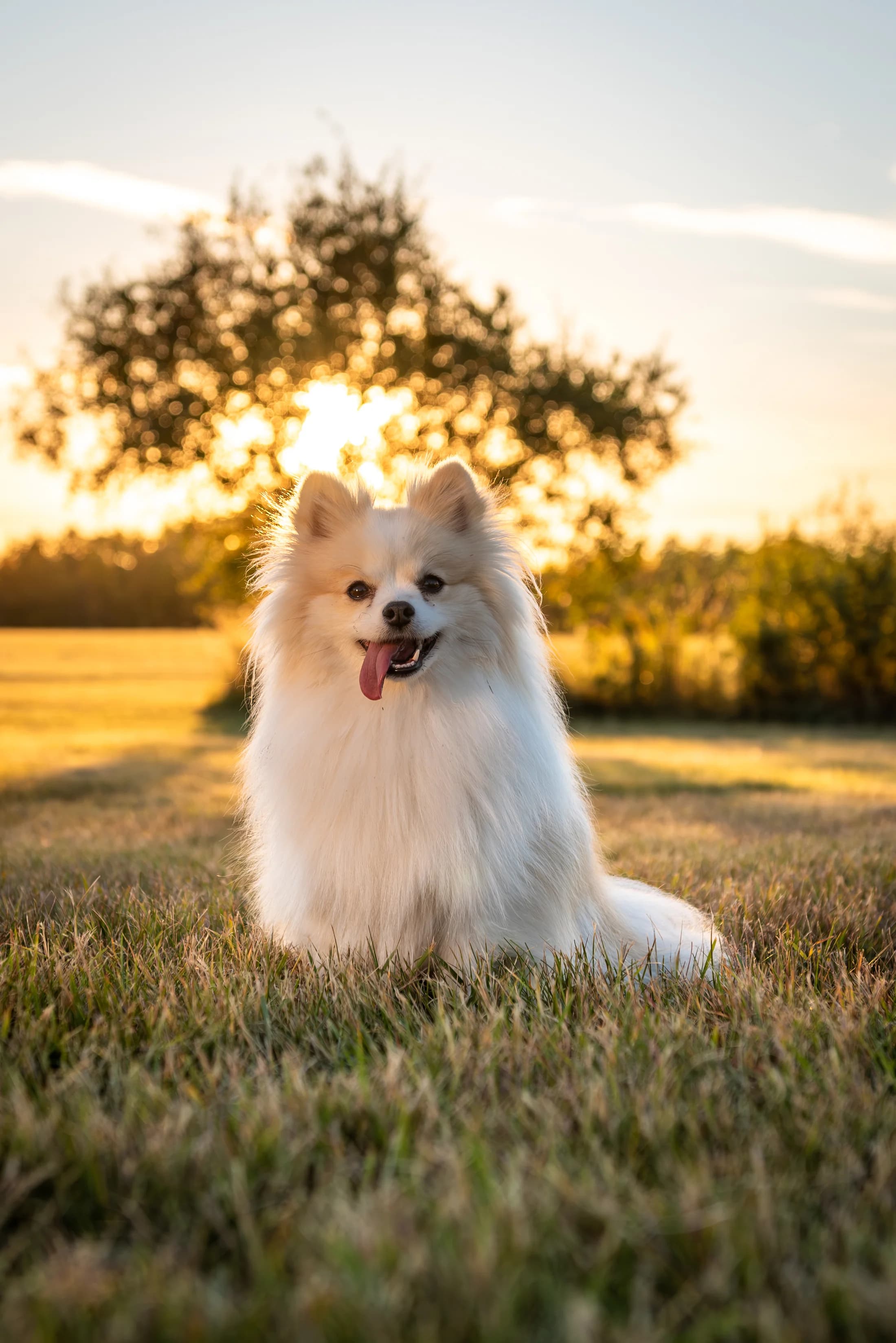 Outdoor dog portrait from an Edmonton Portrait Session