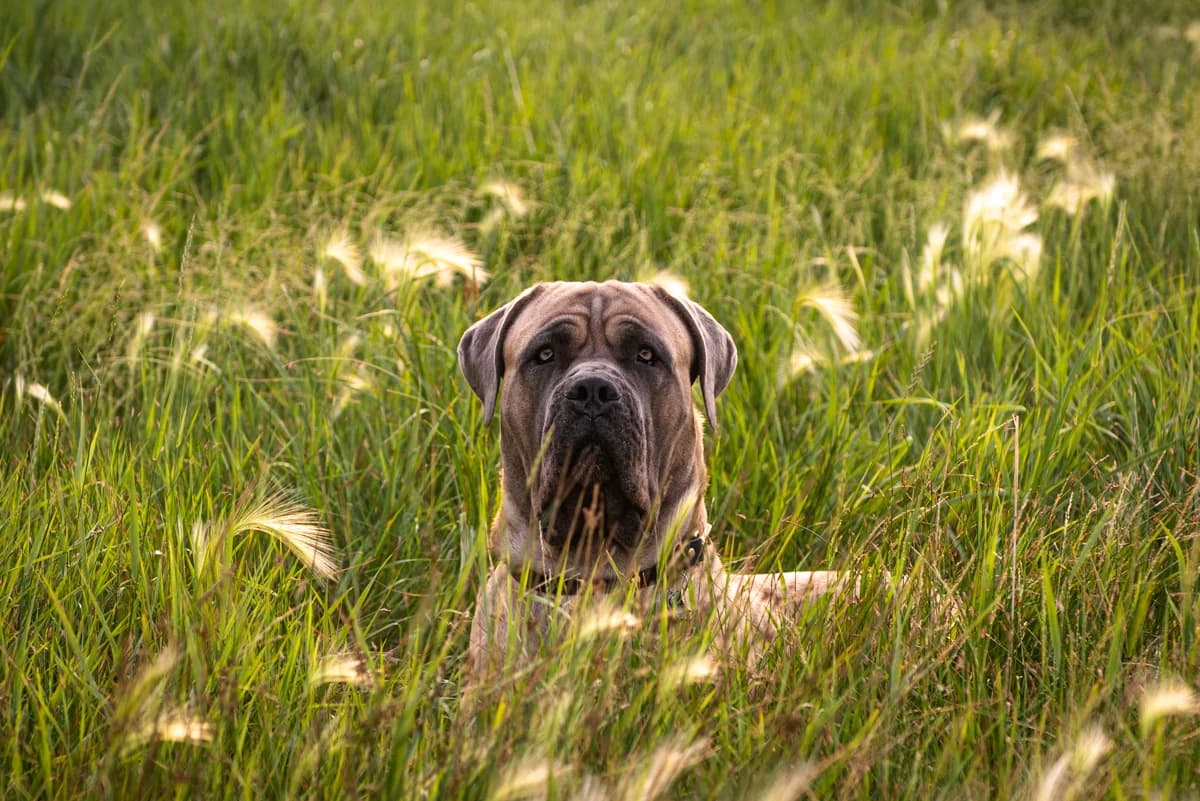 Senior dog portrait from an Edmonton Legacy Session