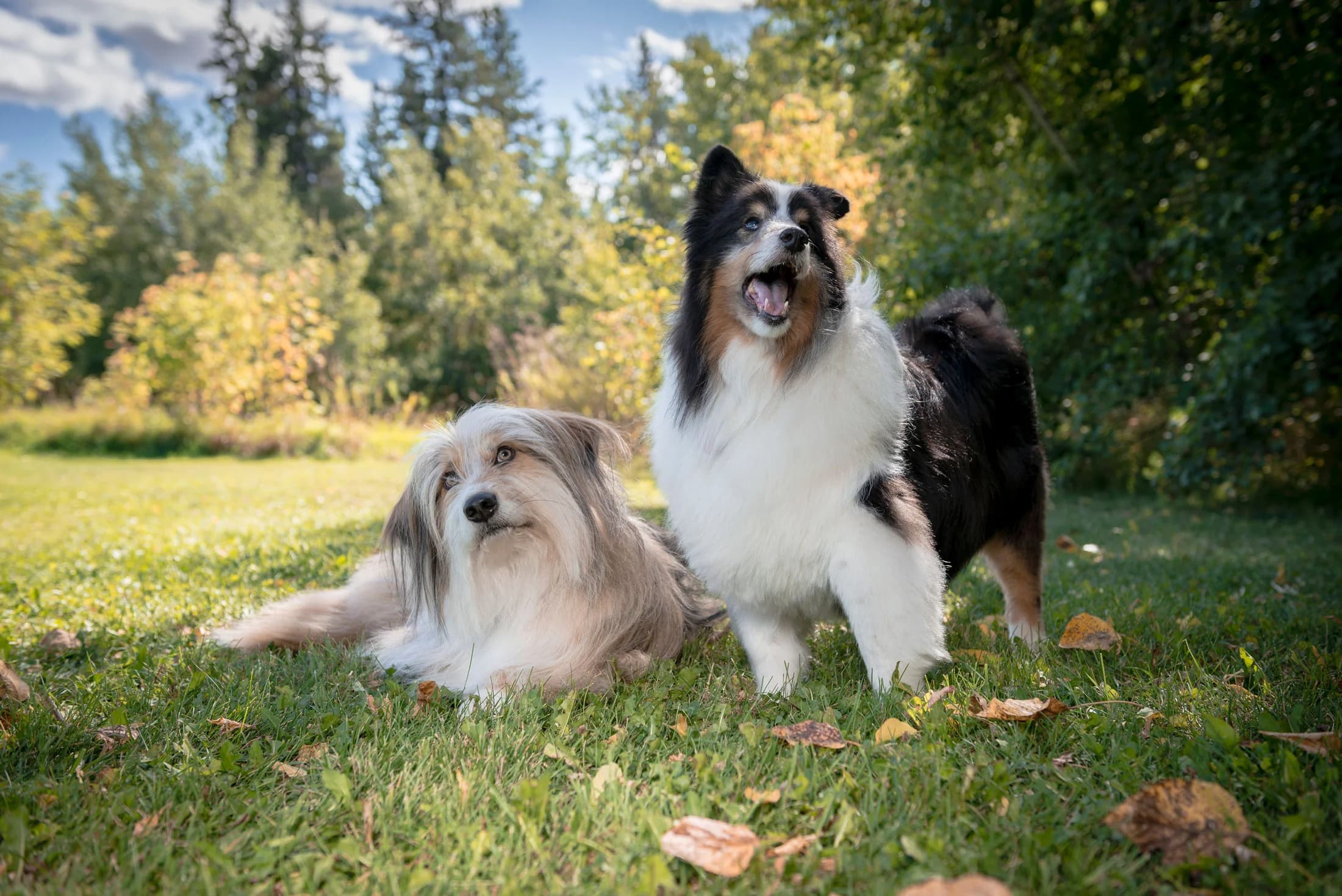 Close-up detail portrait during an Edmonton dog photography session