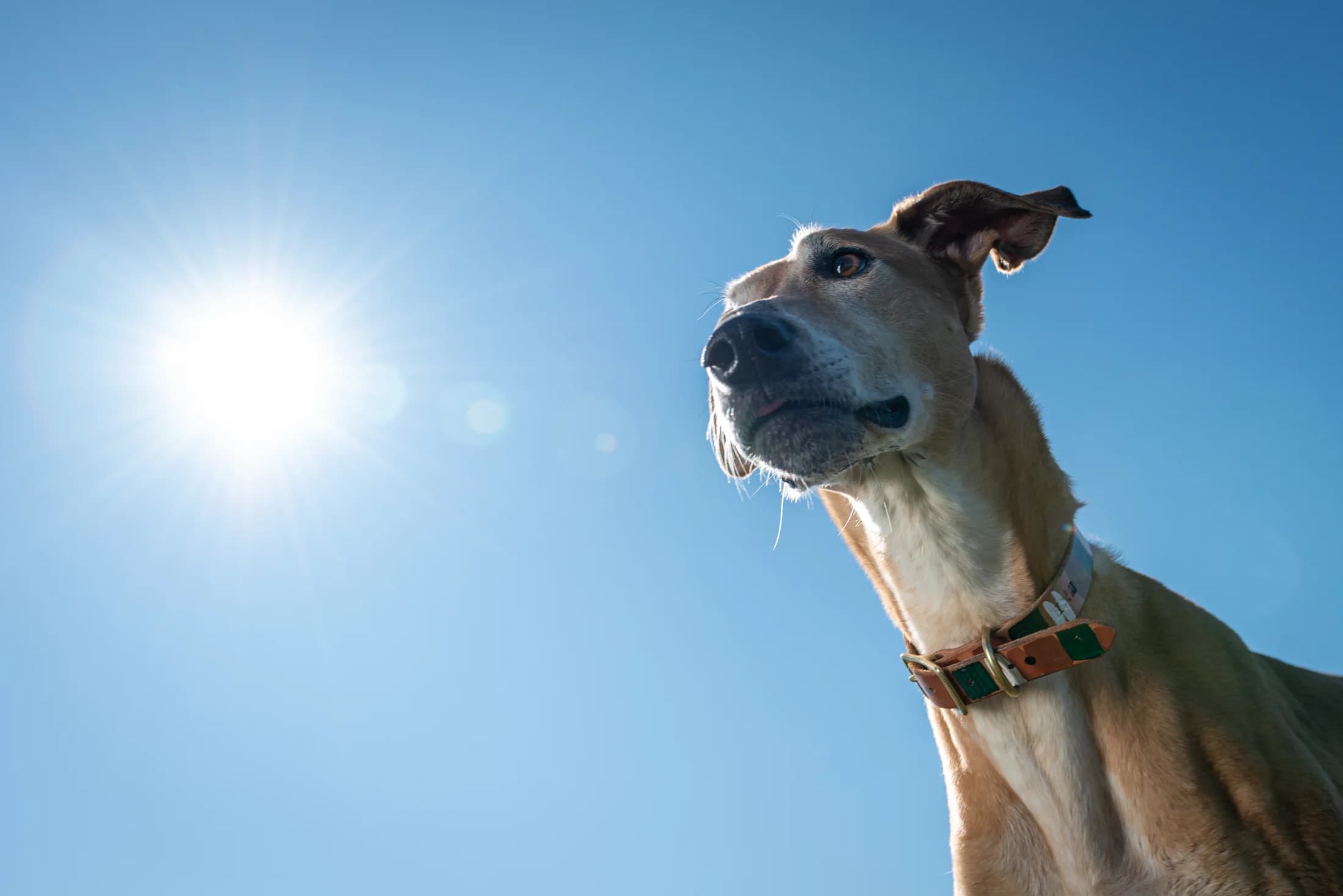 Outdoor dog portrait from an Edmonton Portrait Session