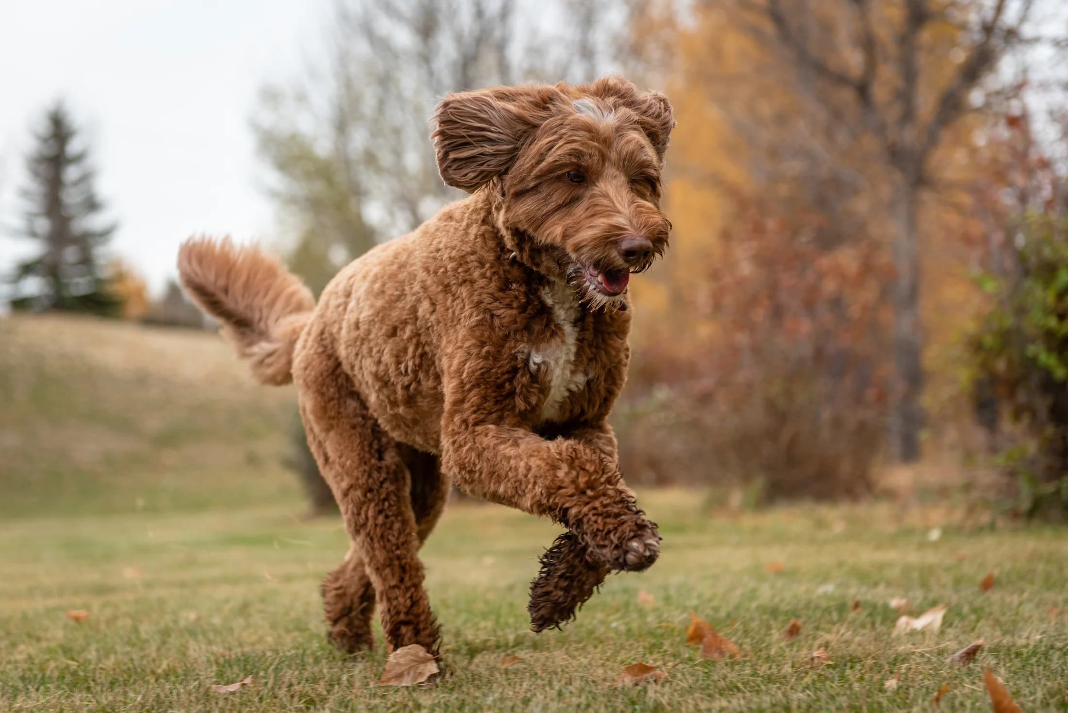 Dog running during an outdoor Edmonton pet photography session