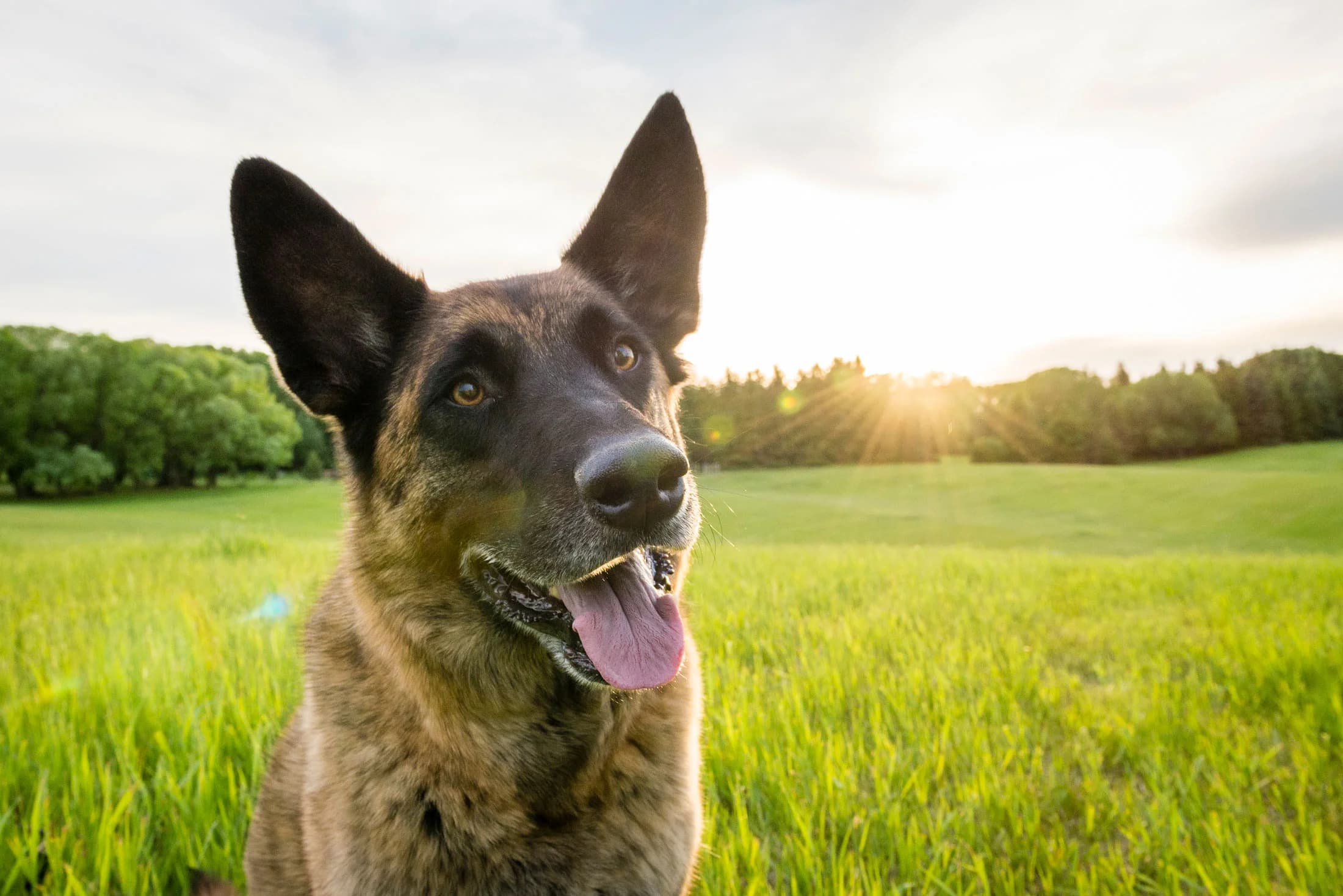 Dog in a meadow during an Edmonton outdoor pet photography session