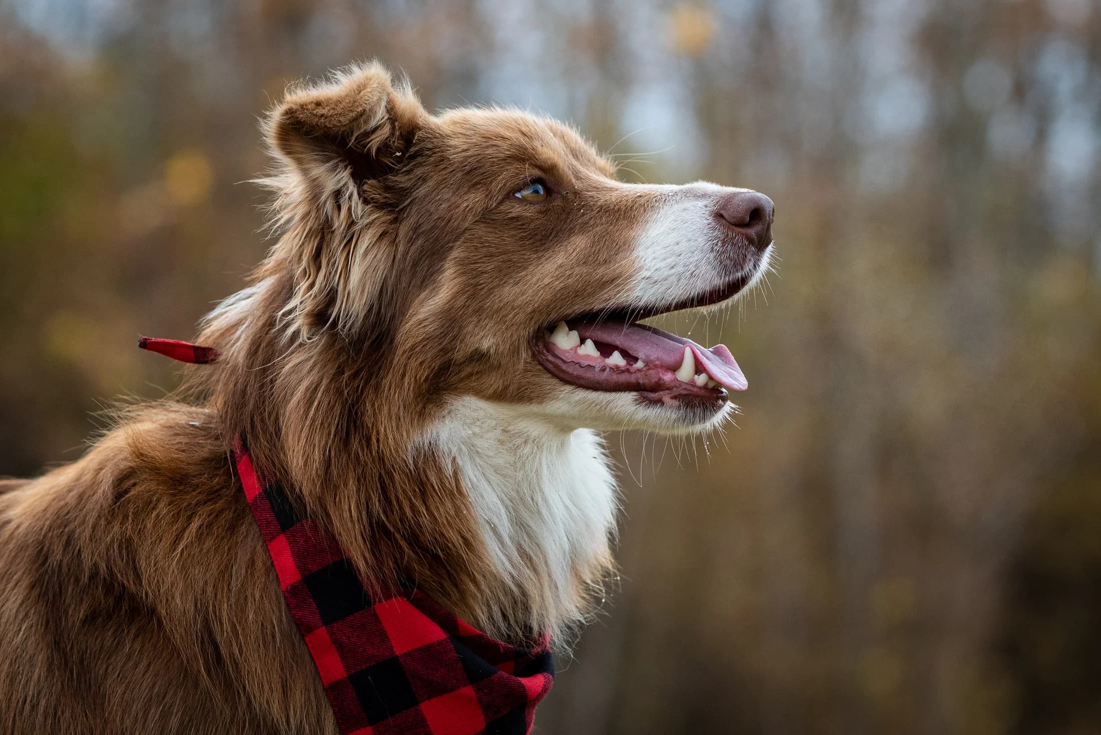 Close-up detail portrait of a dog