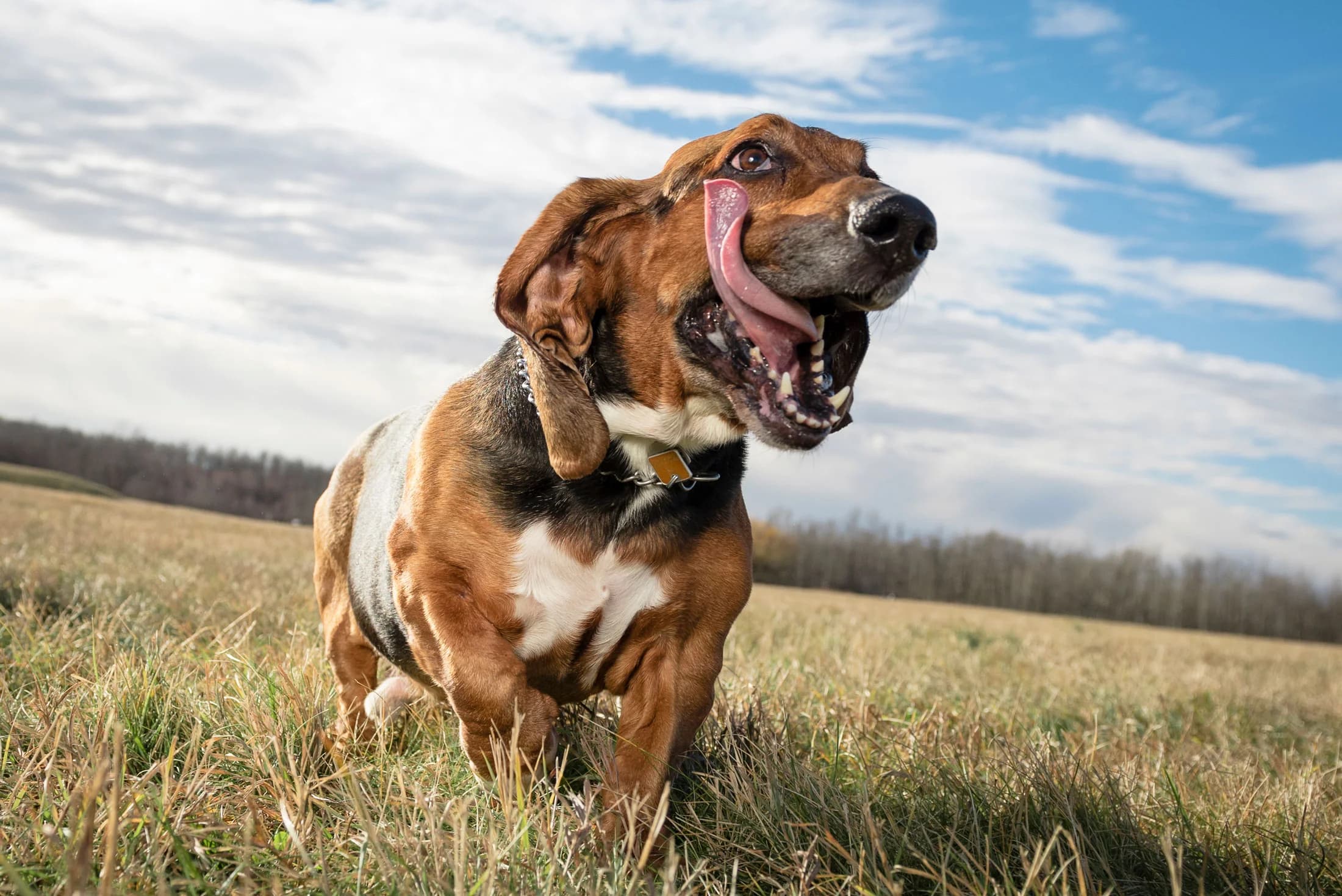 Two dogs resting together during a meaningful pet photography session