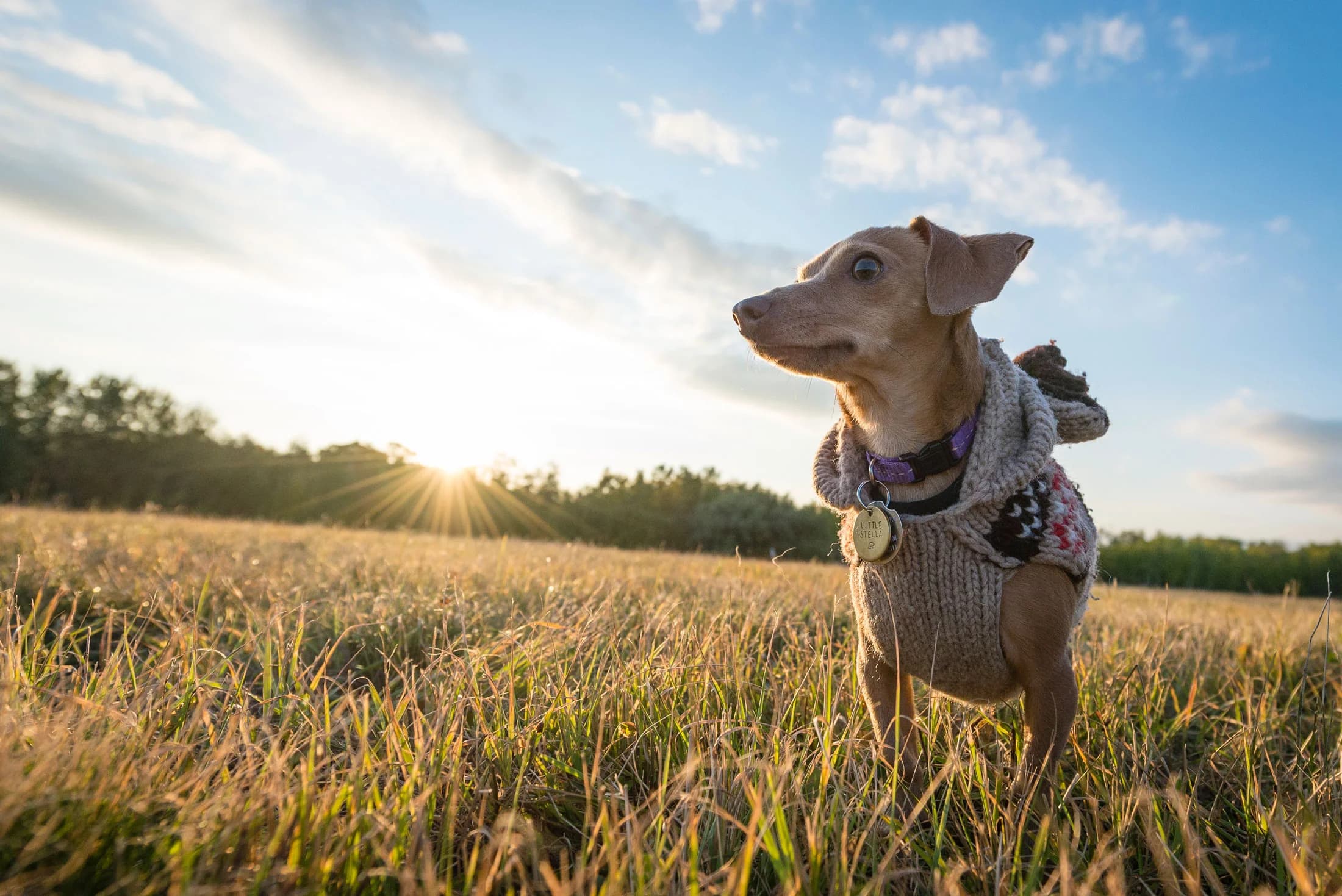 Outdoor dog portrait from an Edmonton Portrait Session