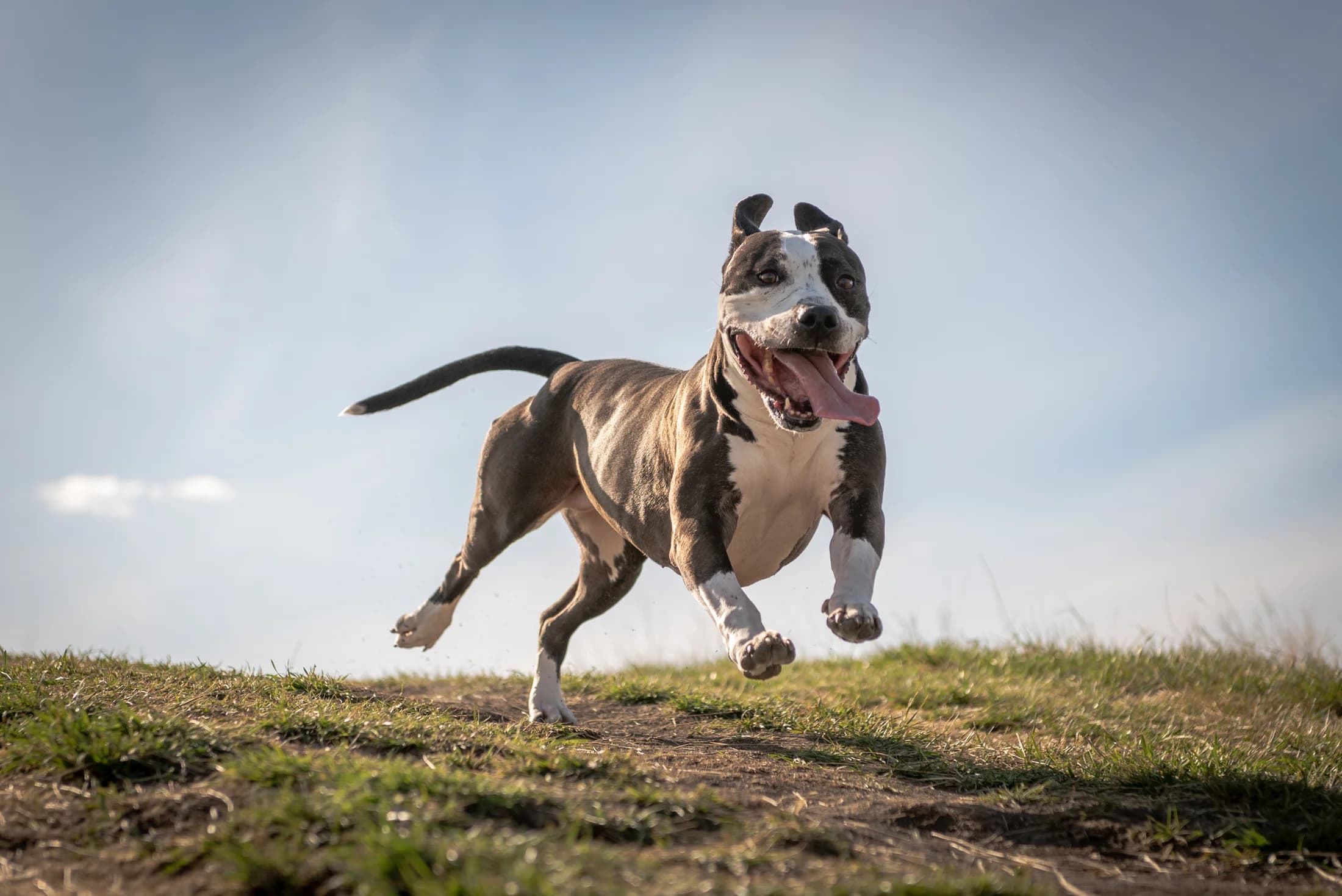 Dog photographed in soft outdoor light for an Edmonton Story Session